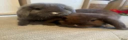 Mini Lop rabbits for sale: Mini lops needing new home in Portsmouth - Advert 1