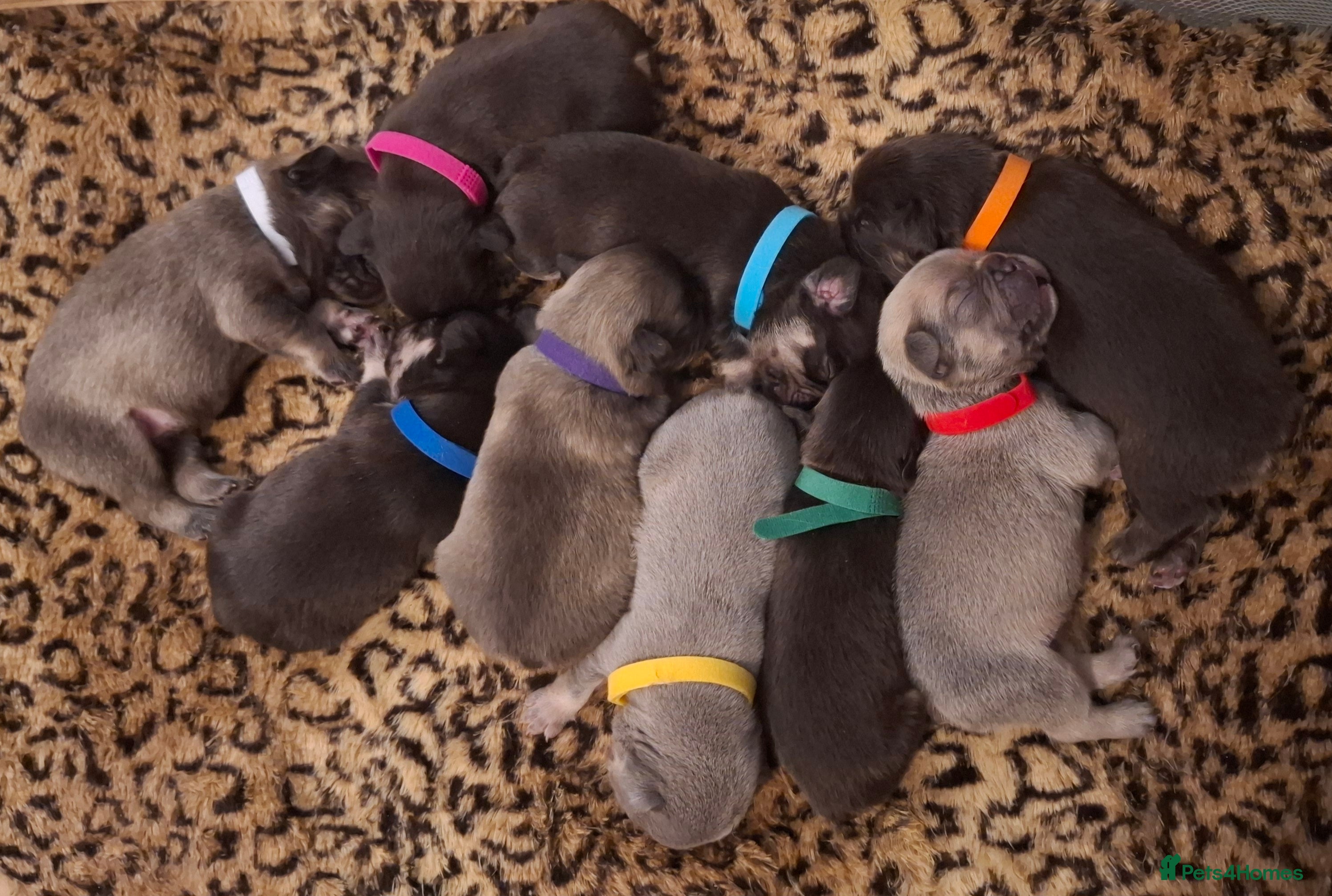 French Bulldog dogs Exotic coloured visual fluffy frenchies  - Advert 1