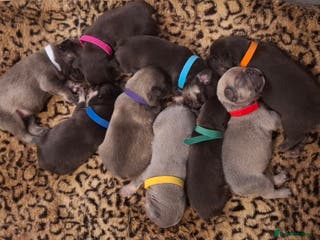 French Bulldog dogs Exotic coloured visual fluffy frenchies - Advert 1