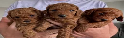 Cavapoo dogs for sale: TEDDY BEAR Cavapoo puppies - stunning litter  - Advert 15