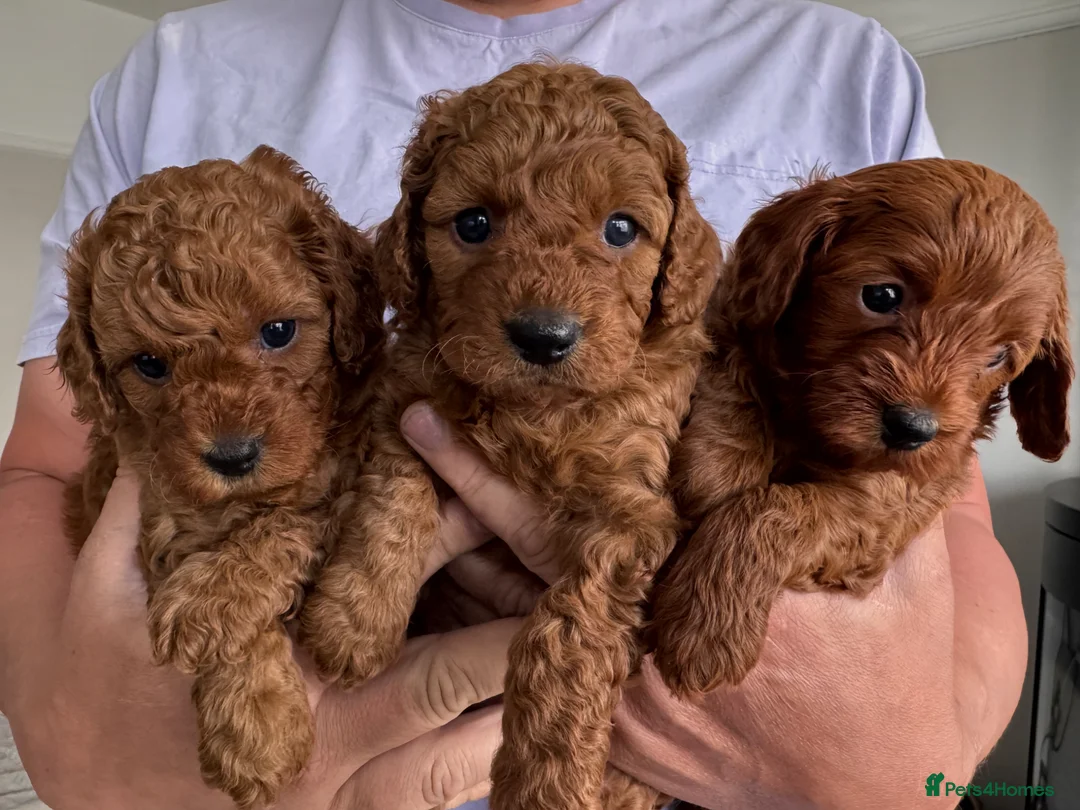 Cavapoo dogs for sale: TEDDY BEAR Cavapoo puppies - stunning litter  - Advert 15