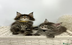 Maine Coon cats for sale: Gorgeous Pure Breed Maine Coon Kittens - Image 18