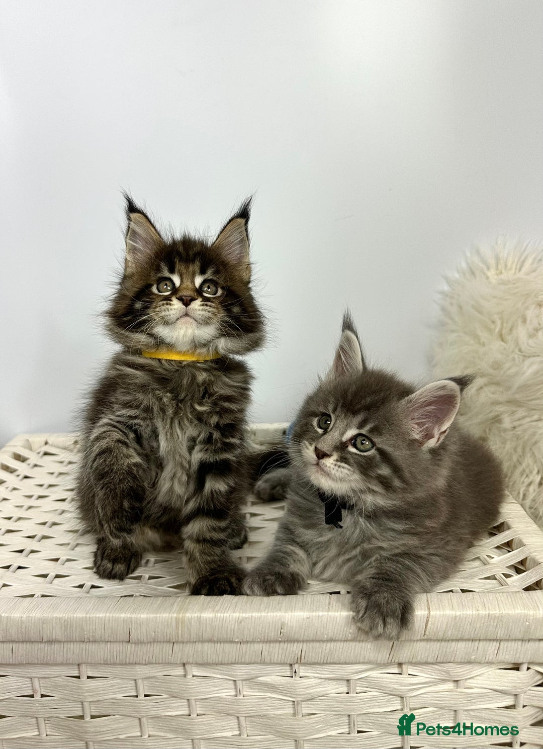 Maine Coon cats for sale: Gorgeous Pure Breed Maine Coon Kittens - Image 18