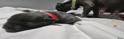 Staffordshire Bull Terrier dogs for sale: Hi we are 8 kc blue staffordshire pups in Monmouth - Advert 8