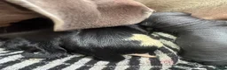 Dachshund dogs for sale: Dachshund cross Chinese crested  - Advert 7