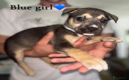 Mixed Breed dogs for sale: Husky x American bully’s  - Image 6