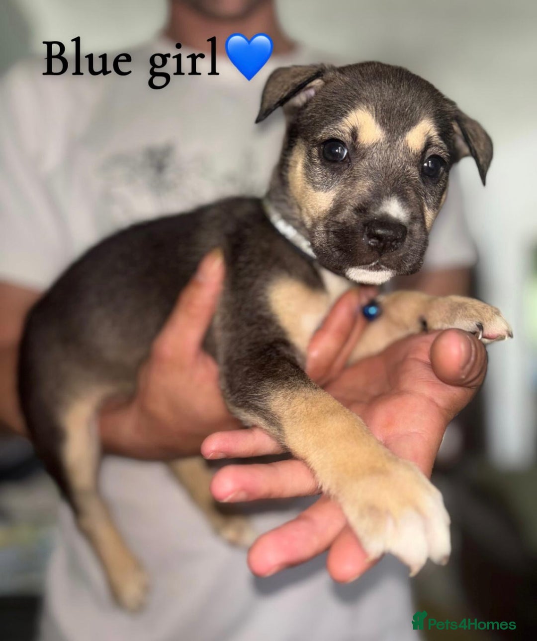 Mixed Breed dogs for sale: Husky x American bully’s  - Image 6
