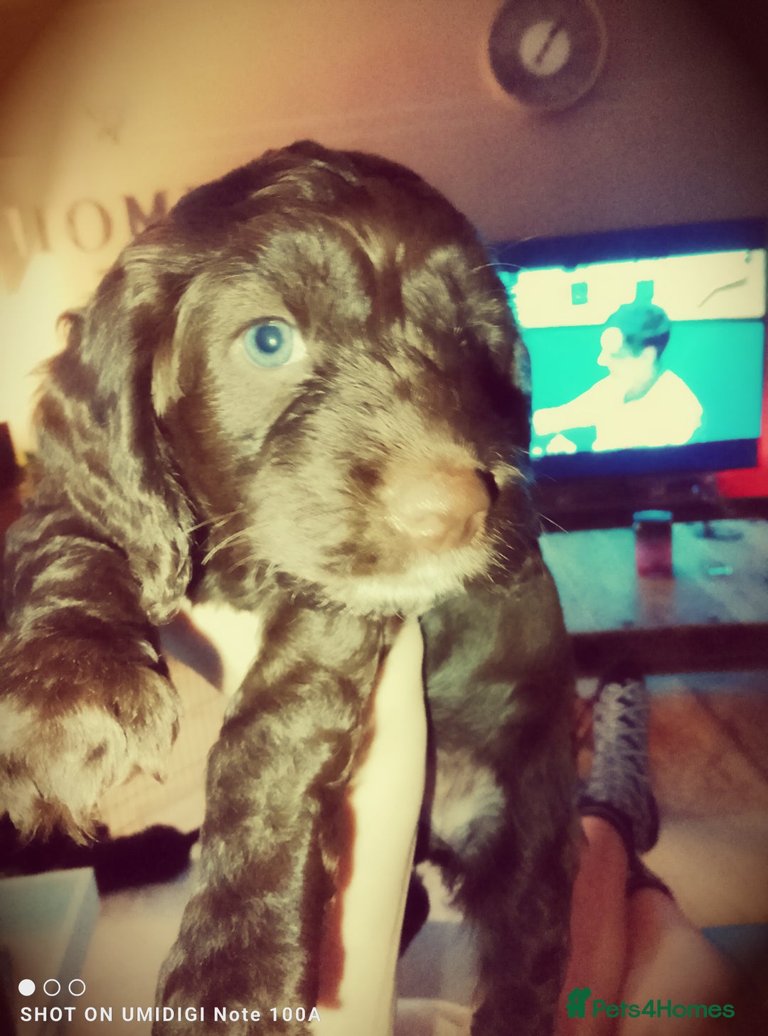 Cockapoo dogs for sale: F2 cockapoos  - Image 15