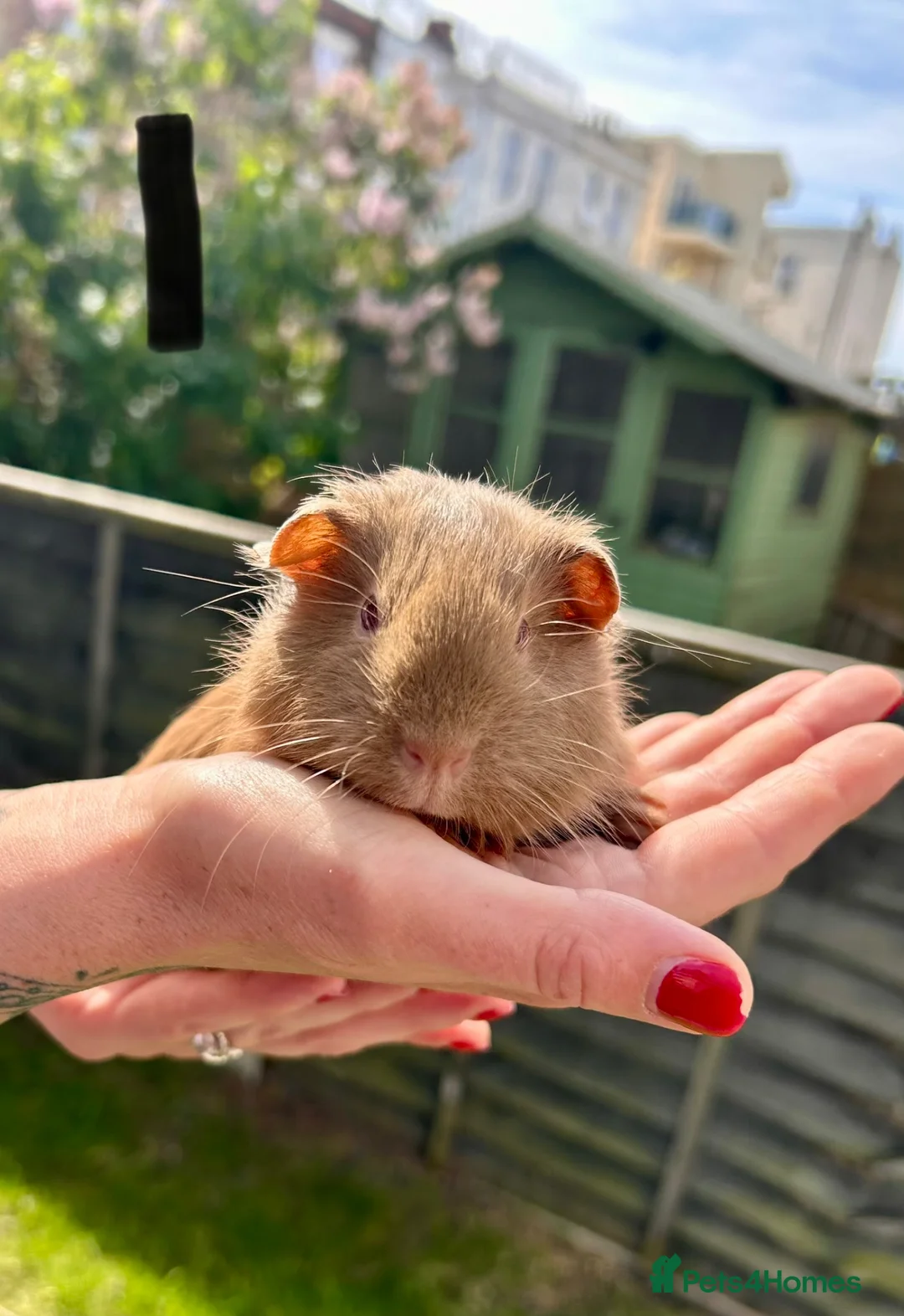 Guinea Pig rodents for sale: Boars for sale‼️£50 a pair  - Advert 1