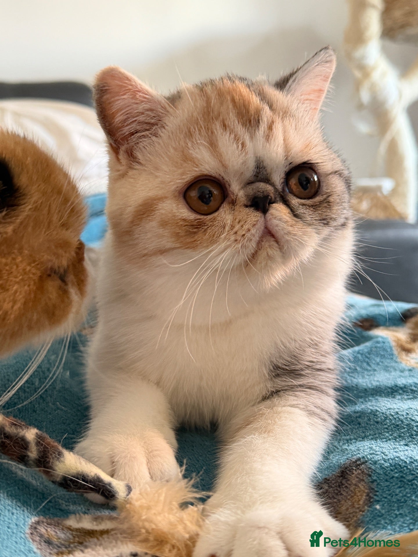 Exotic cats Gorgeous GCCF reg. kittens from Champions parents  - Advert 17