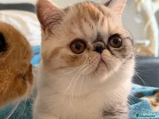 Exotic cats Gorgeous GCCF reg. kittens from Champions parents - Advert 17