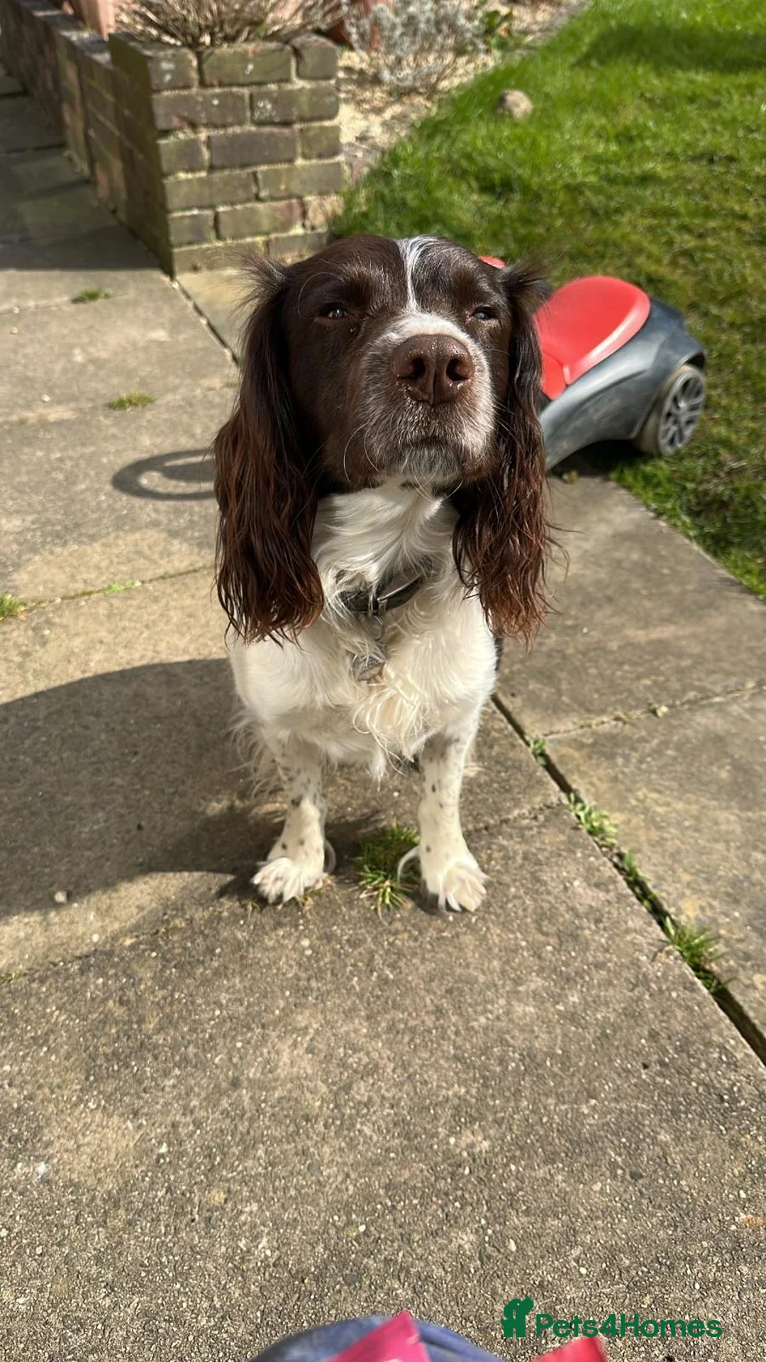 English Springer Spaniel dogs for sale: Gorgeous Working Springer Spaniel Pups! - Advert 12
