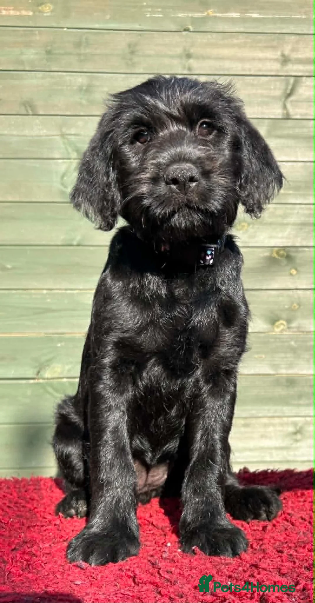 Mixed Breed dogs for sale: Labraguese Puppies for sale - Advert 15