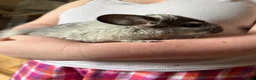 Chinchilla rodents for sale: Male chinchilla in Cardiff - Advert 1
