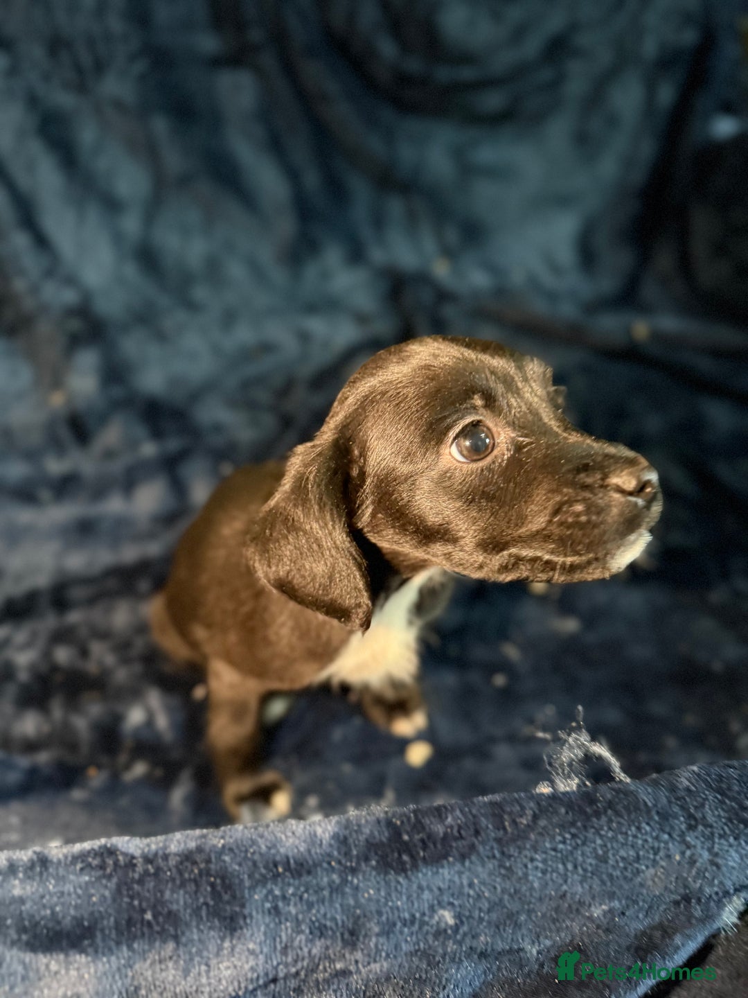 Mixed Breed dogs for sale: 3/4 spaniels 1/4 jack Russel puppy’s 🩷 - Image 15