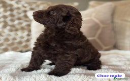 Cockapoo dogs for sale: ** BEAUTIFUL CHOC & EBONY TOY F1 COCKAPOO PUPS ** - Image 6