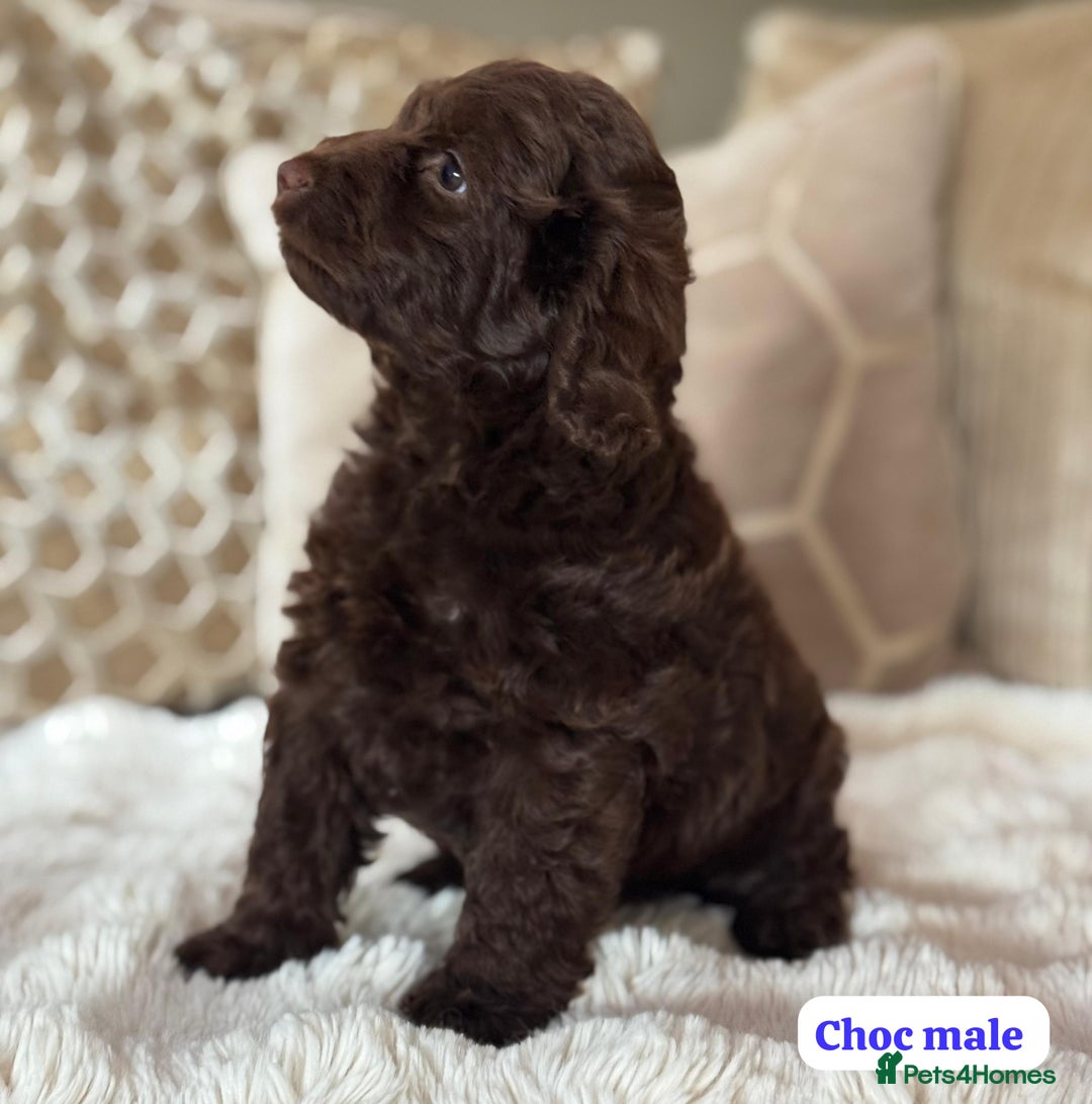 Cockapoo dogs for sale: ** BEAUTIFUL CHOC & EBONY TOY F1 COCKAPOO PUPS ** - Image 6