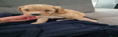 Cockapoo 2