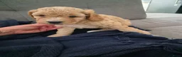Cockapoo dogs for sale: 5 Beautiful Cockapoo Puppies in Stone - Advert 7