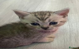 Bengal cats for sale: Stunning bengal x kittens  - Image 2