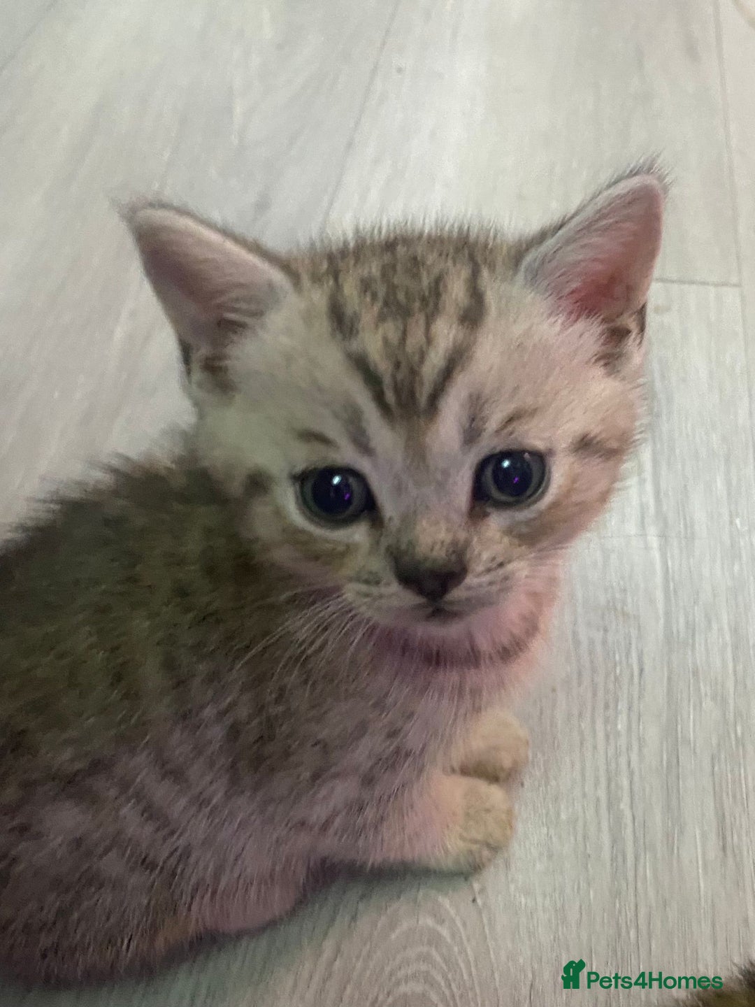 Bengal cats for sale: Stunning bengal x kittens  - Image 2