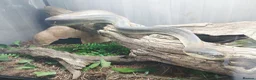 Python Snake reptiles for sale: Liasis Mackloti (Macklots Python)  in Chatham - Advert 8