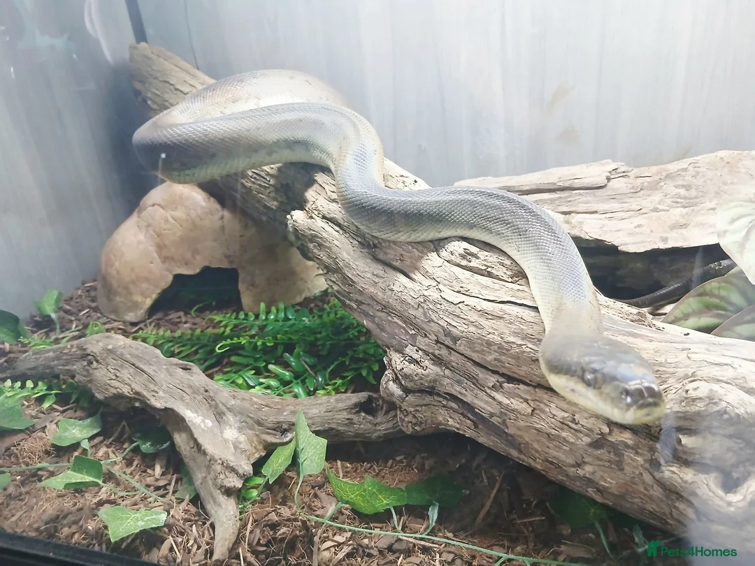 Python Snake reptiles for sale: Liasis Mackloti (Macklots Python)  in Chatham - Advert 8