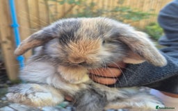 Mini Lop rabbits for sale: Baby mini lops - Image 1