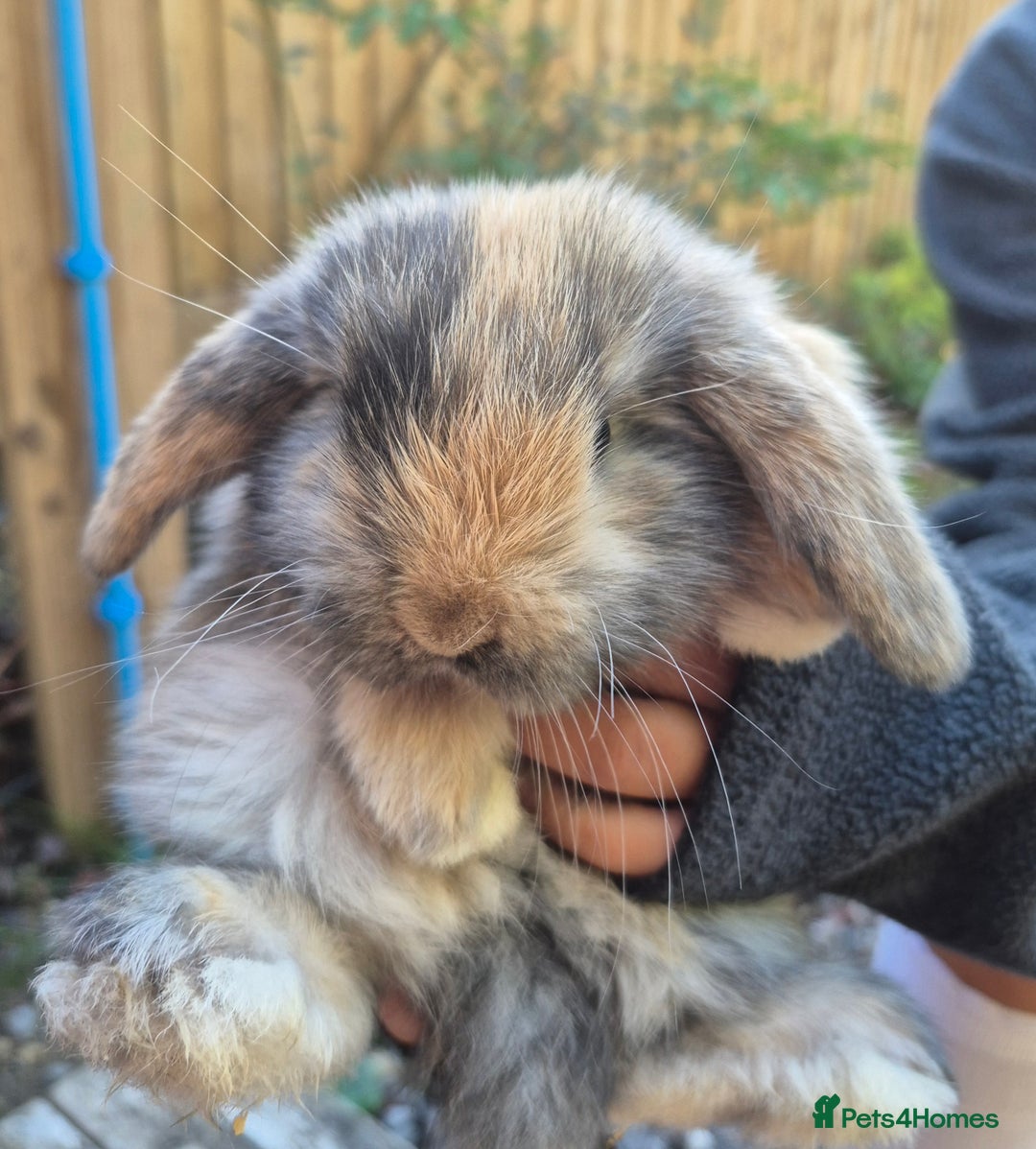 Mini Lop rabbits for sale: Baby mini lops - Image 1
