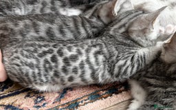 Bengal cats for sale: bengal kittens - Image 18