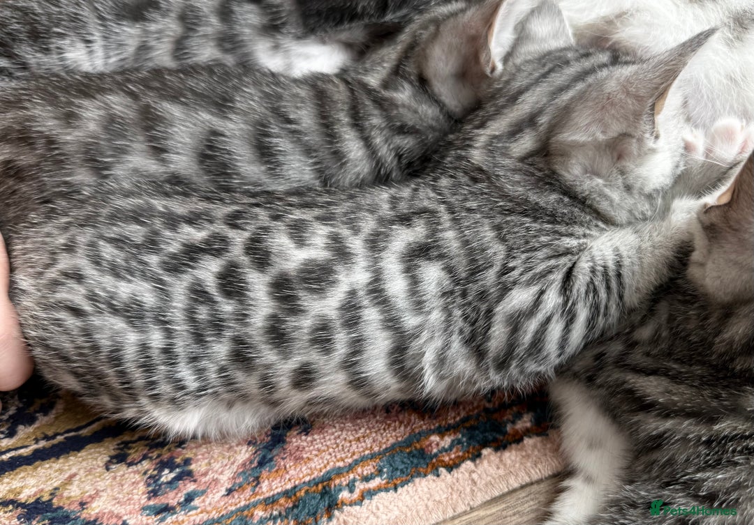 Bengal cats for sale: bengal kittens - Image 18