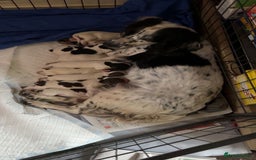 Sprocker dogs for sale: Sprocker for sale - Image 1