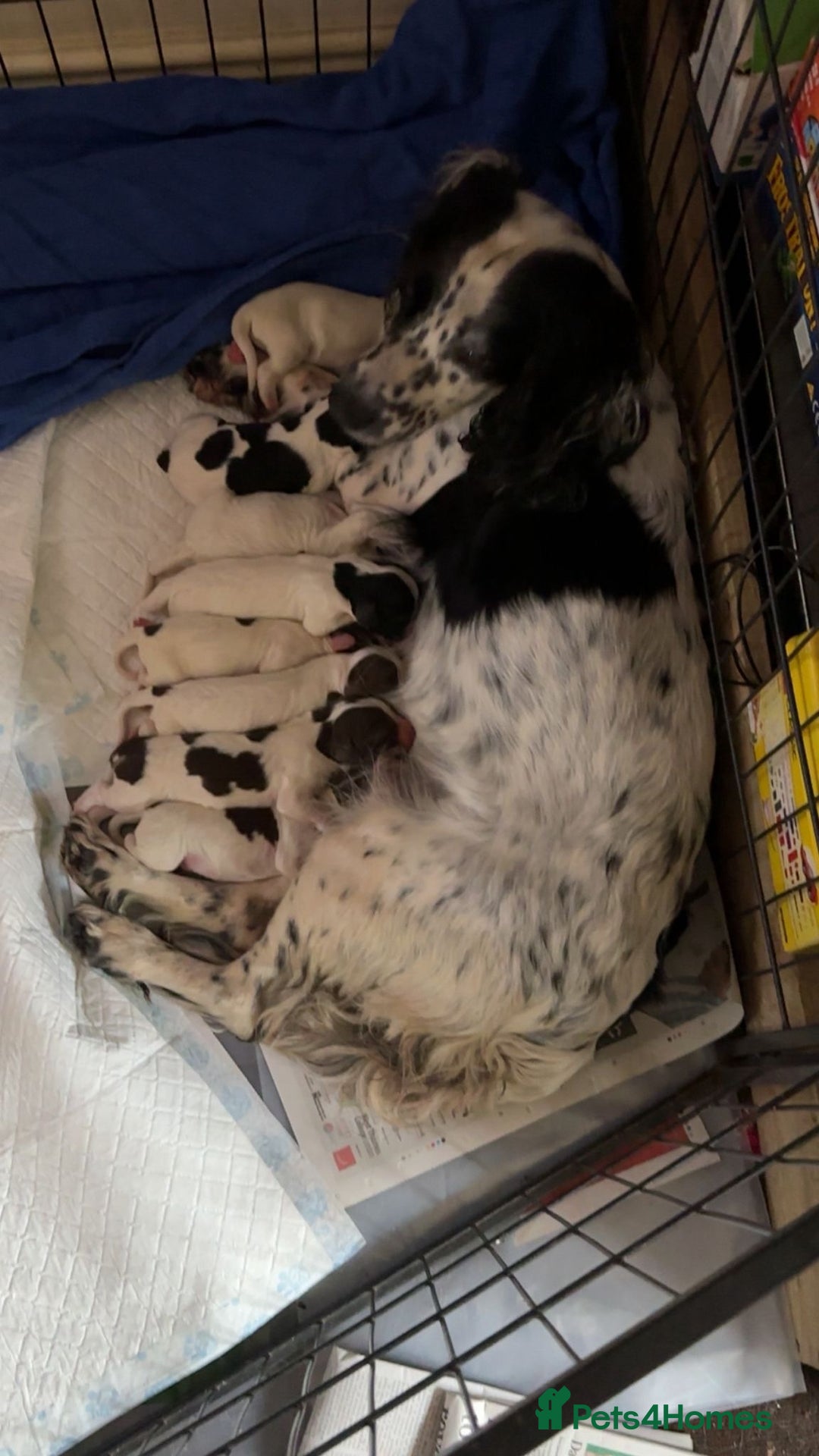 Sprocker dogs for sale: Sprocker for sale - Image 1