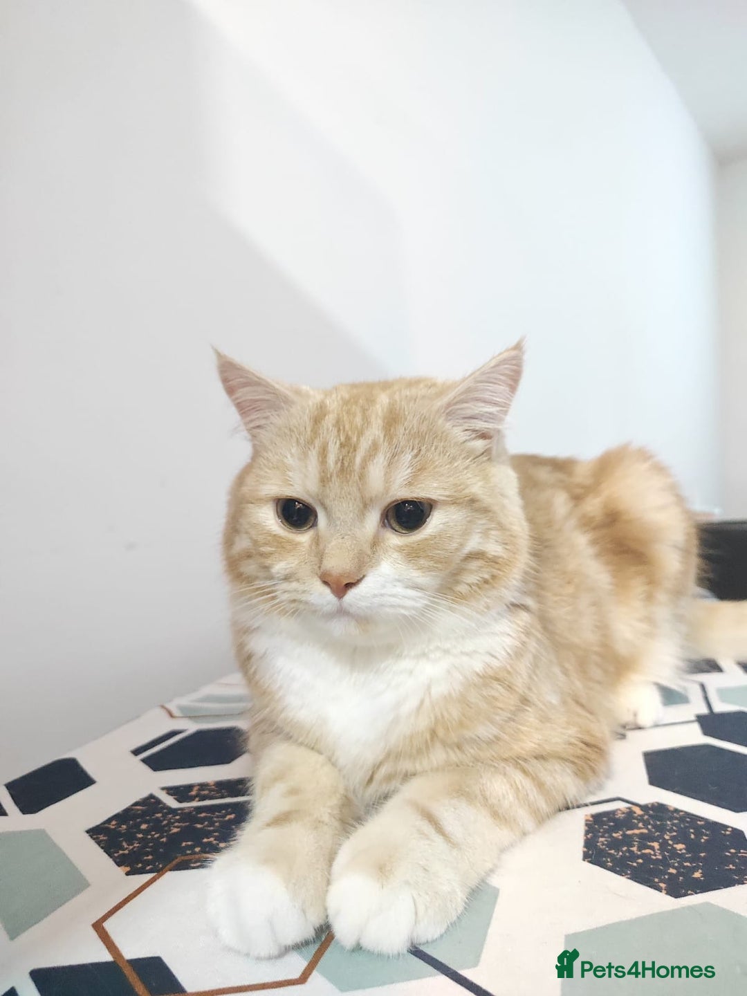 Mixed Breed cats for sale: Indoor, Half Persian Cat – Ideal for a Quiet Home - Image 5