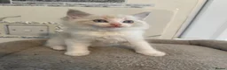 Ragdoll cats for sale: Beautiful Ragdoll Kittens - Advert 18