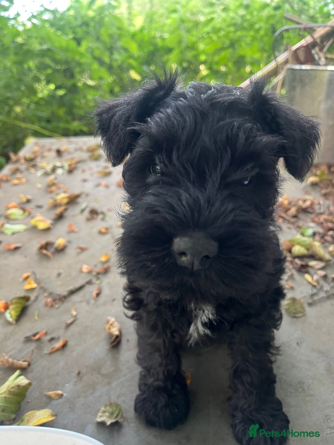 Miniature Schnauzer dogs for sale: miniature schnauzer puppies  - Image 4