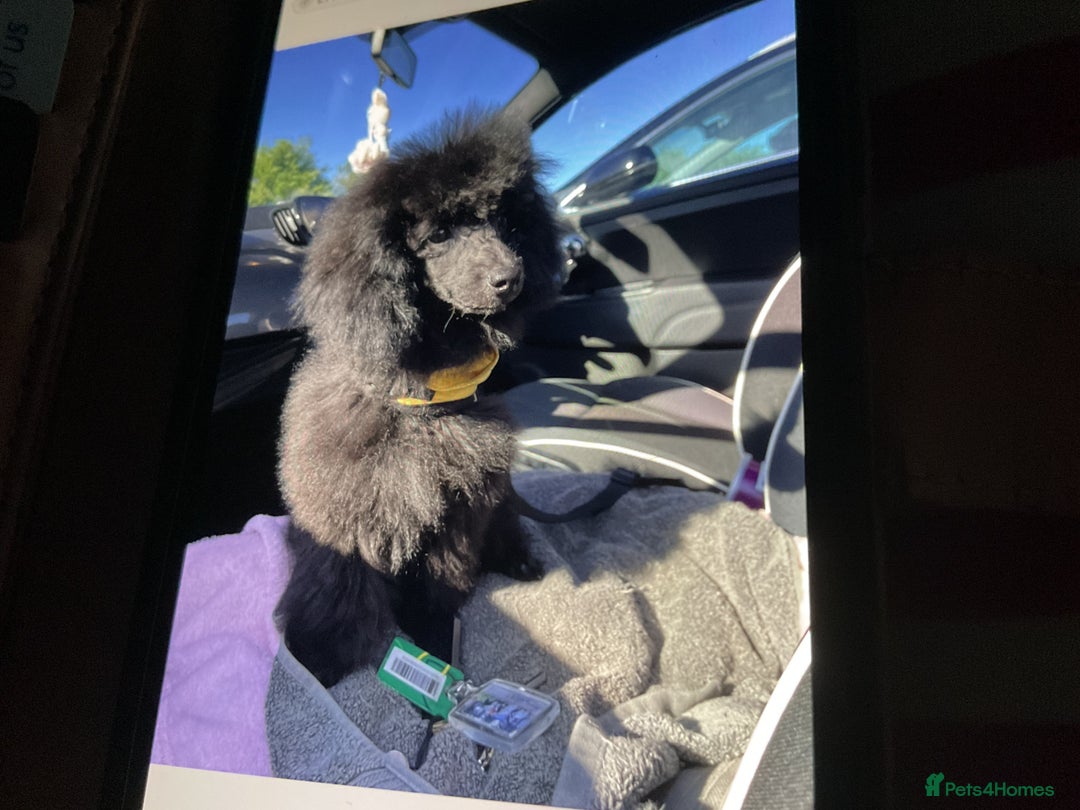 Toy Poodle dogs for sale: Toy poodle - Image 2