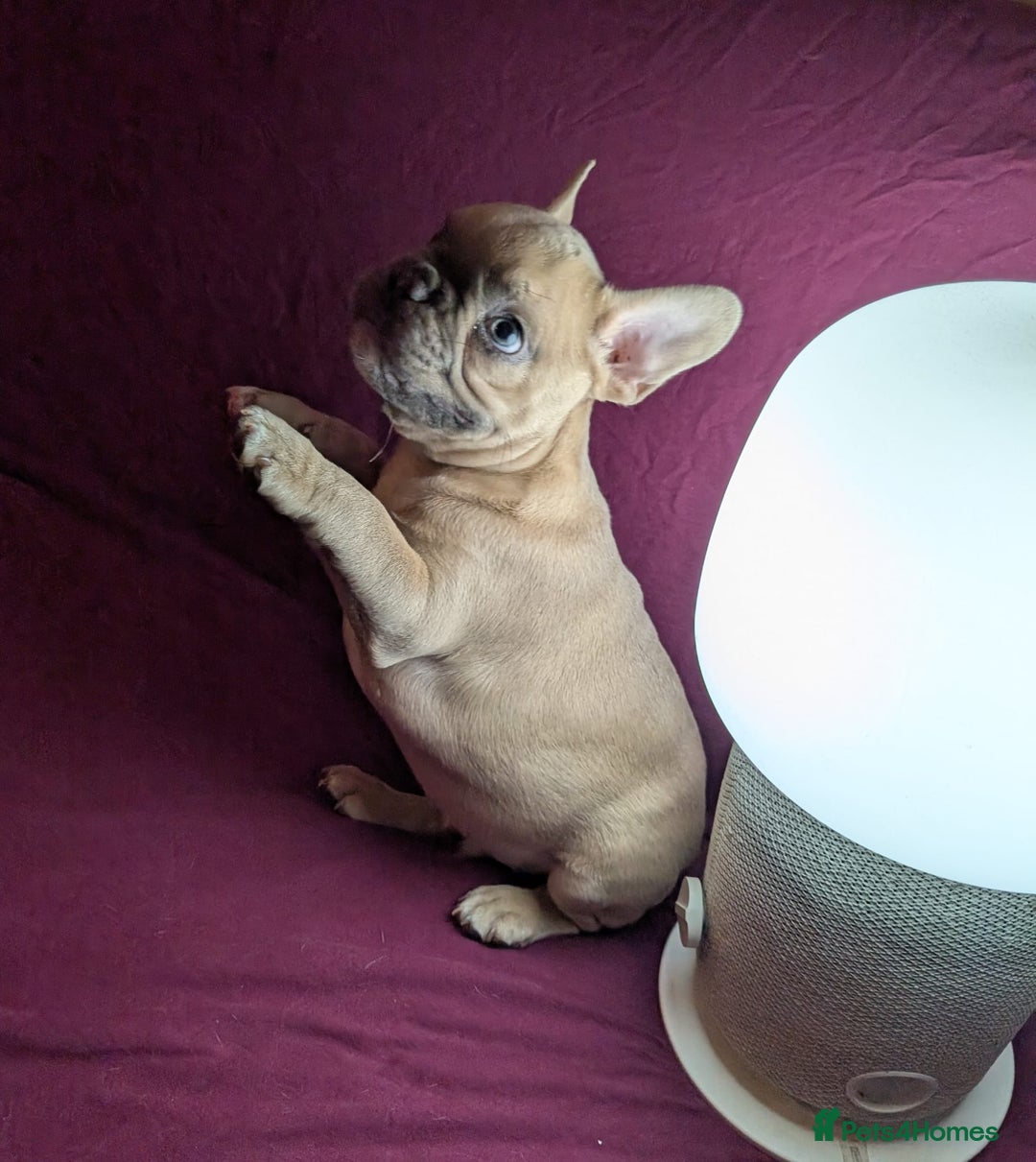 French Bulldog dogs for sale: Wonderful French Bulldog boy  - Advert 1
