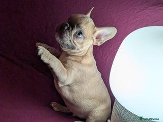 French Bulldog dogs Wonderful French Bulldog boy - Advert 5
