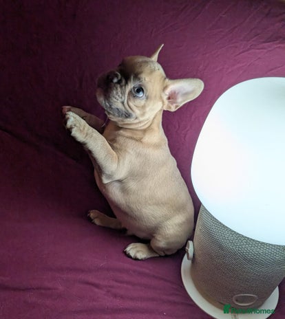 French Bulldog dogs - Advert 13