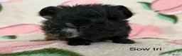 Guinea Pig rodents for sale: Lunkarya - Advert 3