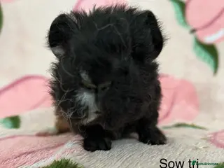 Guinea Pig rodents Lunkarya - Advert 6