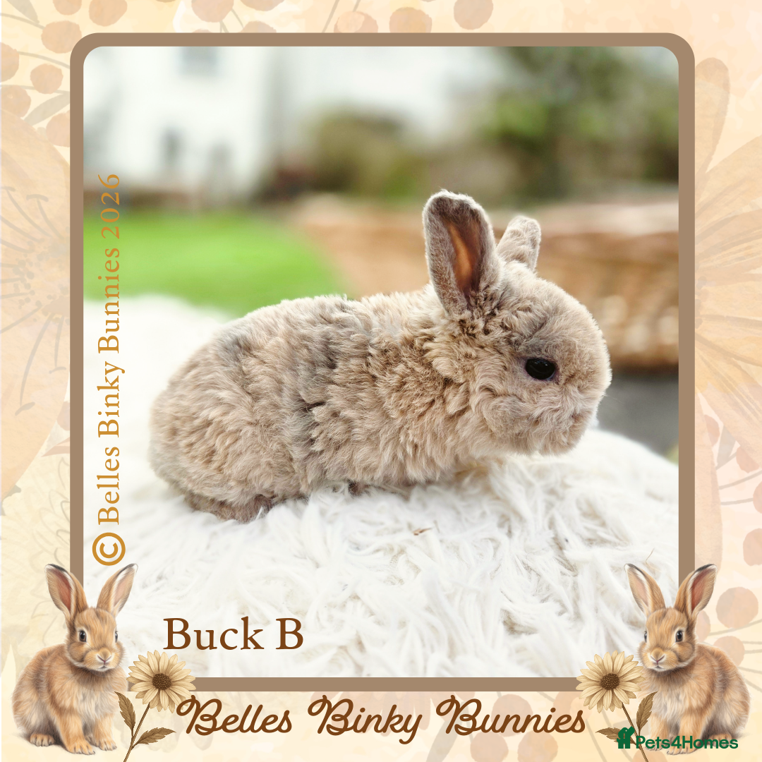 Mini Lop rabbits for sale: 🧡 Rare Stunning Plush Mini Lops 🧡 - Advert 15