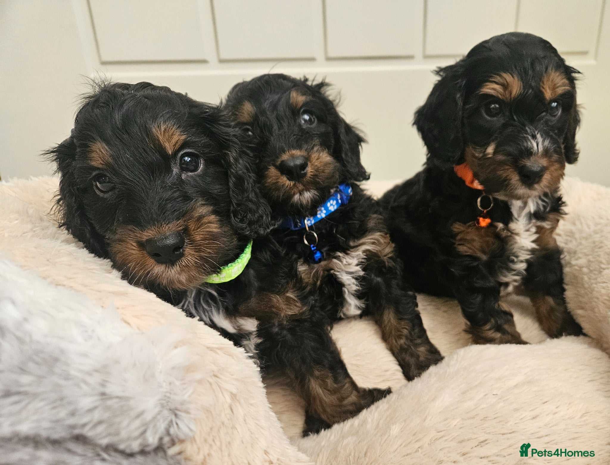 Cockapoo dogs Ready for new homes Saturday, licensed breeder!! - Advert 1