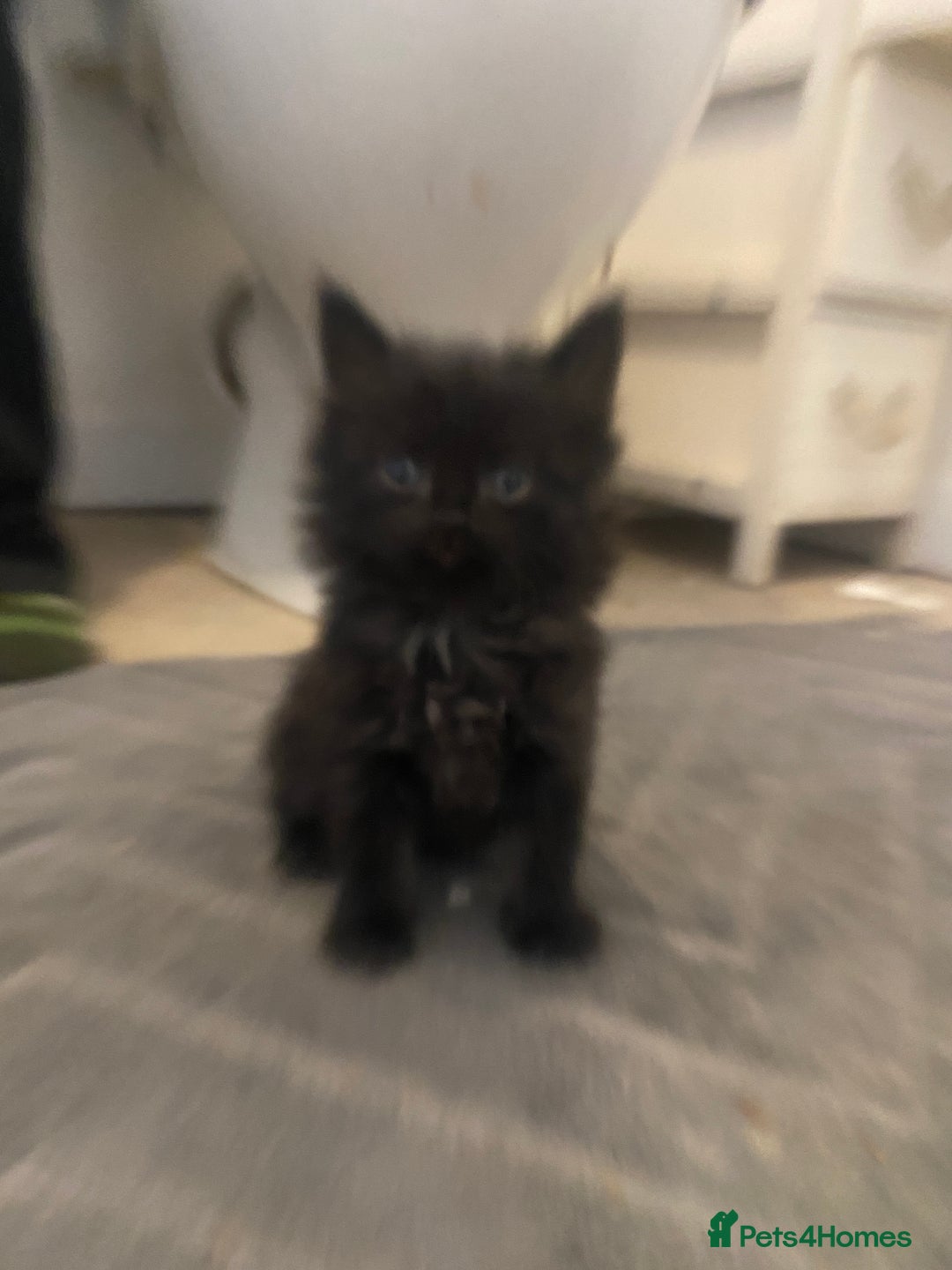 Mixed Breed cats for sale: 2 kittens male and female - Advert 2