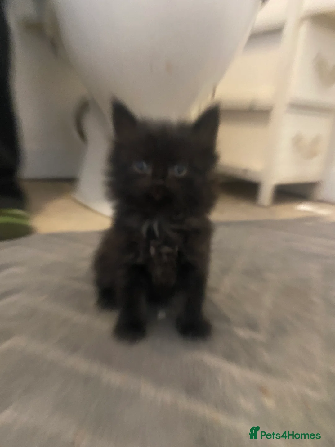 Mixed Breed cats for sale: 2 kittens male and female - Advert 2
