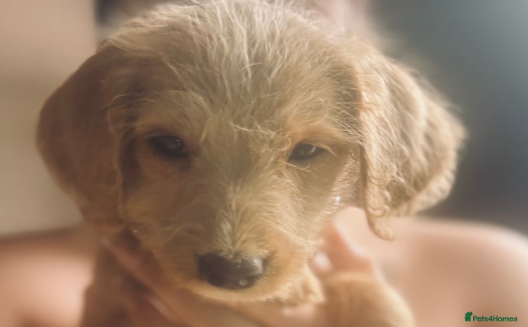 Labradoodle dogs - Advert 4