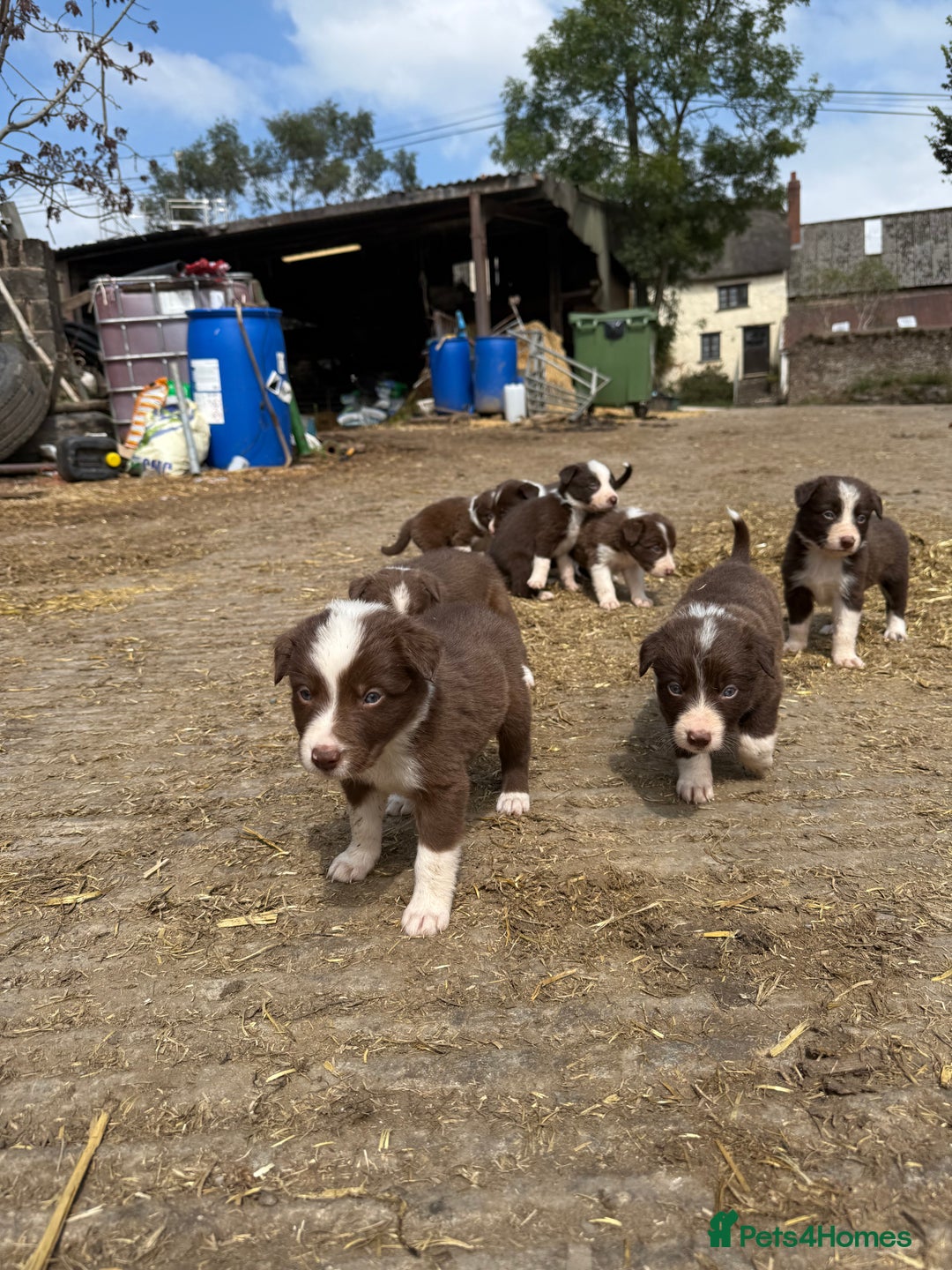 Border Collie dogs for sale: Working chocolate border collies  - Image 13