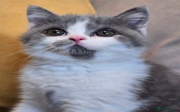British Shorthair cats for sale: READY NOW GCCF reg BSH kittens - Image 33
