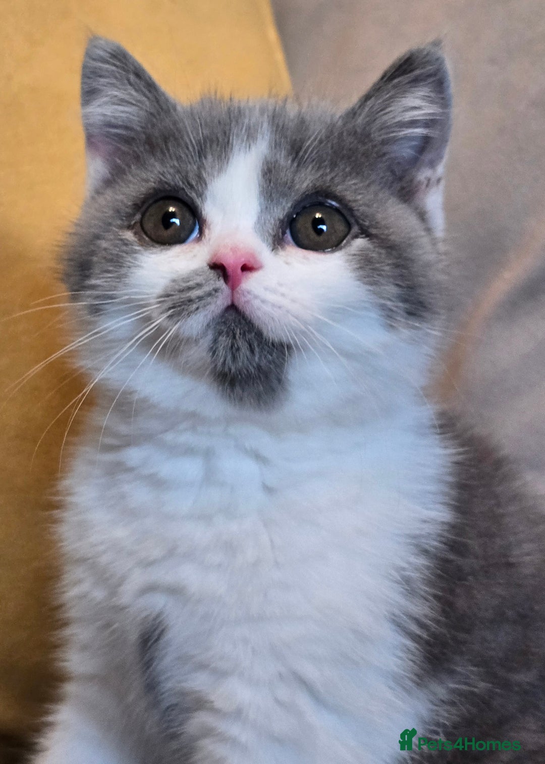 British Shorthair cats for sale: READY NOW GCCF reg BSH kittens - Image 33